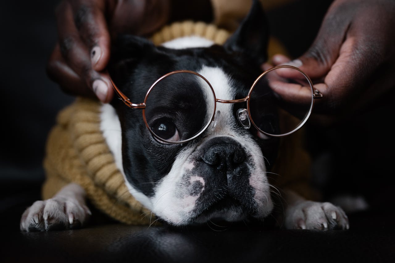 Funny dog lying on floor with glasses